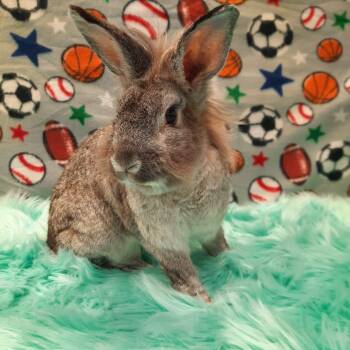 Rescue Lionhead Rabbits for Adoption in Montclair, California - Biscuit | PetCurious