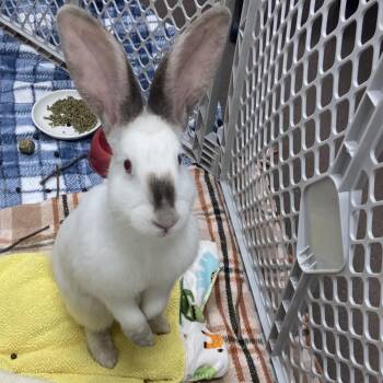 Atilla The Bun -  Californian Rabbit Available for Adoption in Chattanooga, Tennessee - Atilla The Bun | PetCurious