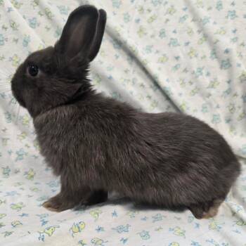Doodle Bug -  Netherland Dwarf Rabbit for Adoption in Evansville, Indiana - Doodle Bug | PetCurious