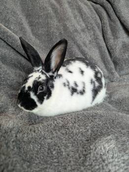 Poppyseed -  Bunny Rabbit Rabbit for Adoption in Lakeville, Minnesota - Poppyseed | PetCurious