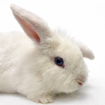 Little Lamb -  Lionhead Rabbit Available for Adoption in Murray, Utah - Little Lamb | PetCurious