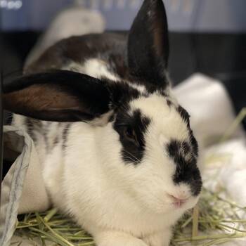 Lorelai -  New Zealand and English Spot Rabbit for Adoption in San Antonio, Texas - Lorelai | PetCurious