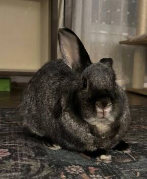 Scotty -  Bunny Rabbit Rabbit for Adoption in Lee