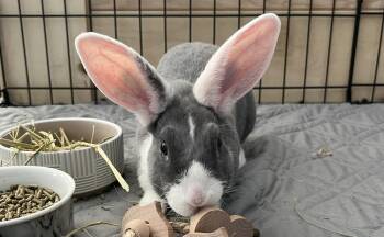 Dutch Rabbits Available for Adoption - Cork | PetCurious