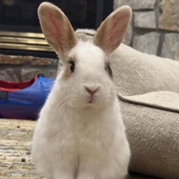 Holland Lop and Hotot Rabbits Available for Adoption - Big Country | PetCurious