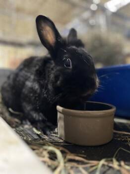 Rescue Bunny Rabbit and Lionhead Rabbits for Adoption in Kalamazoo, Michigan - Silco | PetCurious