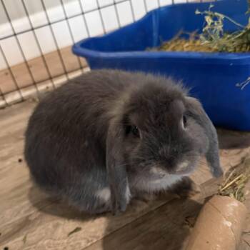 Gigi (and Liberty) -  Mini Lop and American Fuzzy Lop Rabbit for Adoption in Baltimore, Maryland - Gigi (and Liberty) | PetCurious