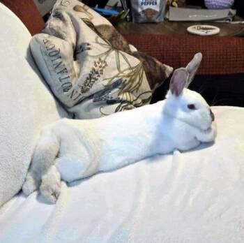 Rescue Himalayan Rabbits for Adoption in Chicago, Illinois - Cersei | PetCurious