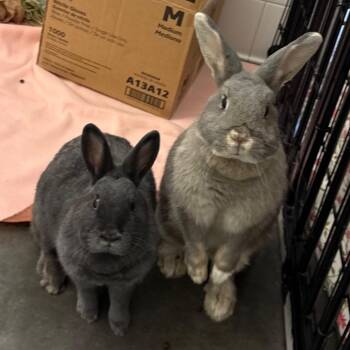 Sylvia and Clover -  American and Bunny Rabbit Rabbit for Adoption in Pittsburgh, Pennsylvania - Sylvia And Clover | PetCurious