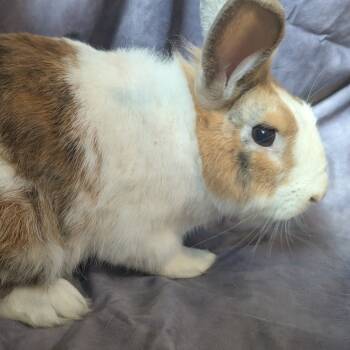 Rescue American Rabbits for Adoption in Chesapeake, Virginia - Butter Bean | PetCurious