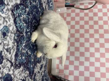 Rescue Mini Lop Rabbits for Adoption in North Little Rock, Arkansas - Max | PetCurious