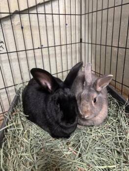Rescue Bunny Rabbit Rabbits for Adoption in Las Vegas, Nevada - Peter (M) & Trixie (F) (Pen 10) | PetCurious