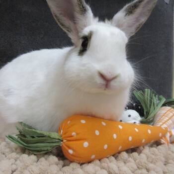 Rescue American Rabbits for Adoption in Wilmington, Delaware - Ontario | PetCurious