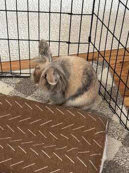 Lop Eared and Lionhead Rabbits Available for Adoption - Ines | PetCurious