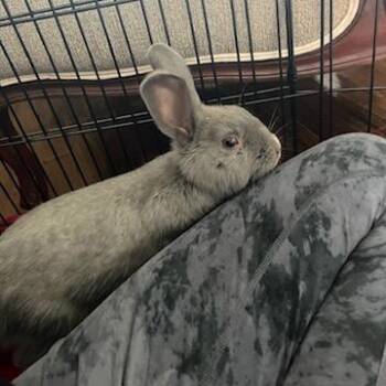 Rescue Bunny Rabbit Rabbits for Adoption - Bug | PetCurious