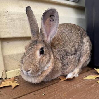 Rescue American Rabbits for Adoption in Columbia, Maryland - Christine | PetCurious