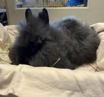Lionhead Rabbits Available for Adoption in Roseville, California - Pepper Potts | PetCurious