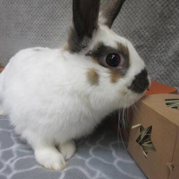 Queso -  English Spot Rabbit for Adoption in Wilmington, Delaware - Queso | PetCurious
