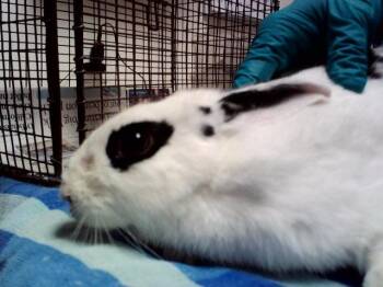 FLUFFY -  Bunny Rabbit Rabbit for Adoption in Martinez, California - FLUFFY | PetCurious