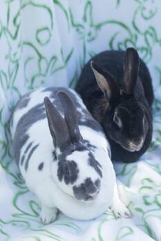 Rex Rabbits Available for Adoption in Bishopville, South Carolina - Anna & Maria | PetCurious