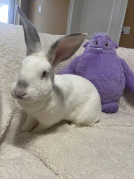 Californian Rabbits Available for Adoption in Naples, Florida - Blanche | PetCurious