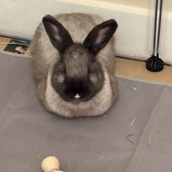 American Rabbits Available for Adoption - Mimzy | PetCurious