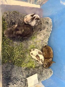 Bunny Rabbit Rabbits Available for Adoption in Santa Cruz, California - Dublin #2 | PetCurious