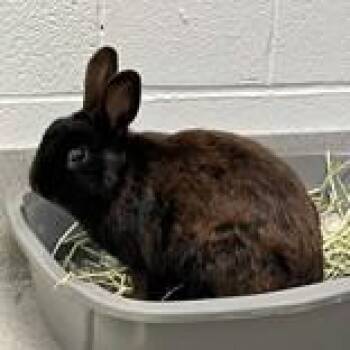 Bunny Rabbit Rabbits Available for Adoption - Eggs | PetCurious