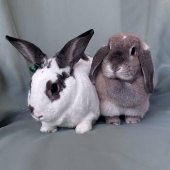 Rapunzel (bonded to Flynn) -  Mini Lop Rabbit for Adoption in Columbia, Maryland - Rapunzel (bonded To Flynn) | PetCurious