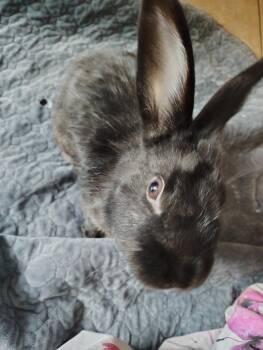 Rescue Satin Rabbits for Adoption in San Antonio, Texas - Gomez | PetCurious