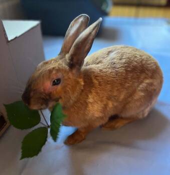 Breeze -  Bunny Rabbit Rabbit for Adoption in Portland, Oregon - Breeze | PetCurious