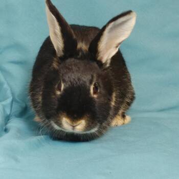 Rescue Silver Marten Rabbits for Adoption in Lake Elsinore, California - Harper | PetCurious