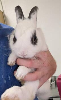 Rescue Bunny Rabbit Rabbits for Adoption in Camarillo, California - A872275 | PetCurious