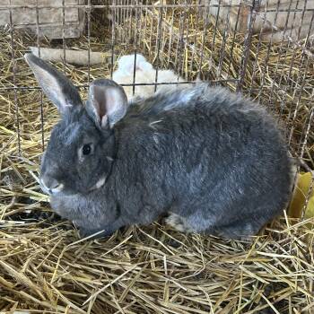 Chinchilla Rabbits Available for Adoption - Mercury | PetCurious
