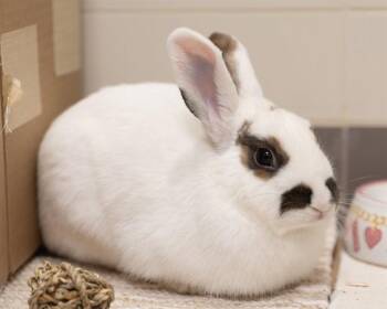 Bunny Rabbit Rabbits Available for Adoption - MILA | PetCurious