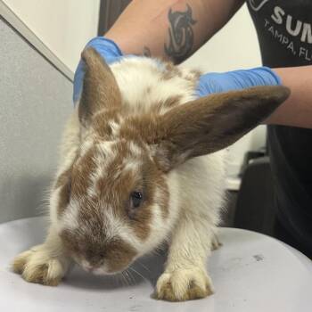 Rory -  American Rabbit for Adoption in Tampa, Florida - Rory | PetCurious