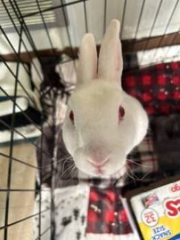Rescue Rex Rabbits for Adoption in North Street, Michigan - London | PetCurious