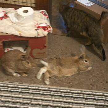 New Zealand Rabbits Available for Adoption in Fargo, North Dakota - Radish--In Foster***ADOPTION PENDING*** | PetCurious