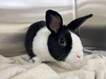 Hershey -  Bunny Rabbit Rabbit for Adoption in Westland, Michigan - Hershey | PetCurious