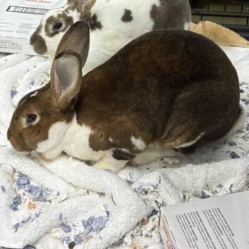 72624 -  Rex Rabbit for Adoption in Harrisonburg, Virginia - 72624 | PetCurious