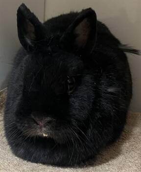 Bunny Rabbit and Netherland Dwarf Rabbits Available for Adoption - THUMPER | PetCurious