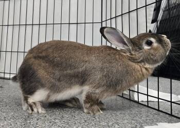 Bunny Rabbit Rabbits Available for Adoption in Westford, Massachusetts - Kimchi | PetCurious