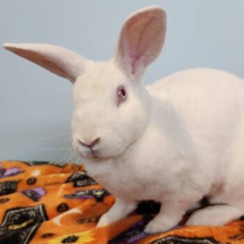 Rescue Rex Rabbits for Adoption in Chesapeake, Virginia - Elsa | PetCurious
