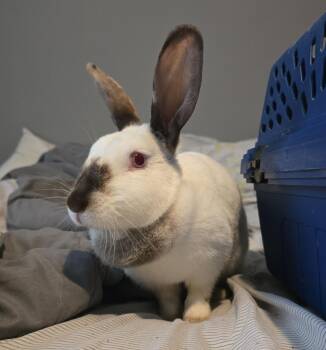 Rescue Californian Rabbits for Adoption in Knoxville, Tennessee - White Clover | PetCurious