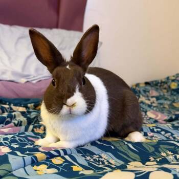 Dutch Rabbits Available for Adoption in Omaha, Nebraska - Calliope  | PetCurious