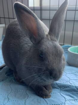 Rescue Satin Rabbits for Adoption in Chicago, Illinois - Rocky | PetCurious