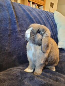 Rescue Holland Lop Rabbits for Adoption in Taylorsville, Utah - Ken | PetCurious