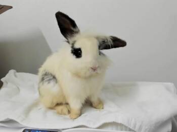 Rescue Bunny Rabbit Rabbits for Adoption in Hayward, California - A135671 | PetCurious