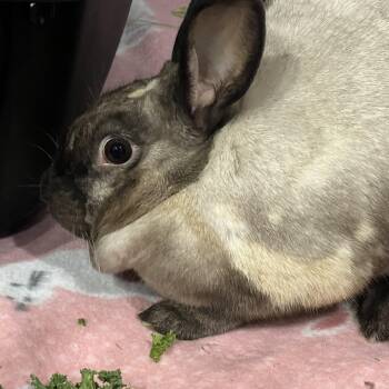 Rachel Rabbit -  American Sable Rabbit Available for Adoption in Huntsville, Alabama - Rachel Rabbit | PetCurious