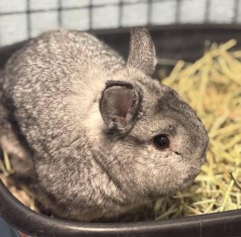 Rescue Bunny Rabbit Rabbits for Adoption in Ravenna, Ohio - Pongo | PetCurious